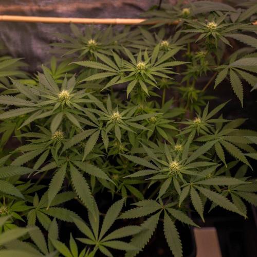 Purple Berry Kush - Spliff Seeds. Week 9