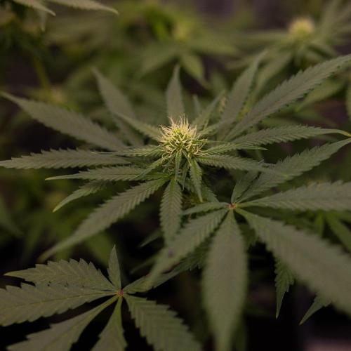 Purple Berry Kush - Spliff Seeds. Week 9
