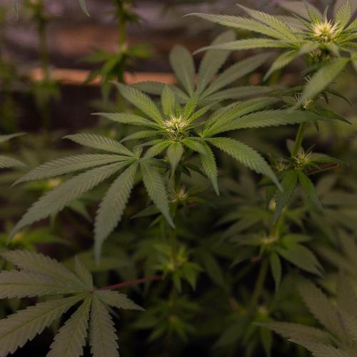 Afghani Gold - Spliff Seeds. Week 9