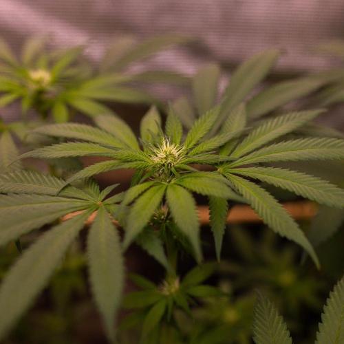 Afghani Gold - Spliff Seeds. Week 9