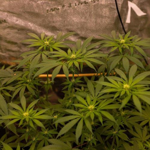 Afghani Gold - Spliff Seeds. Week 9