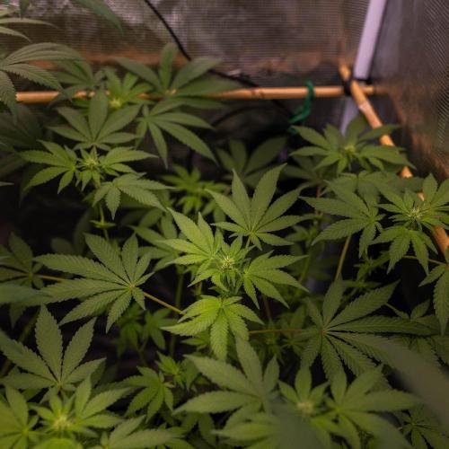 Gelato - Spliff Seeds. Week 9