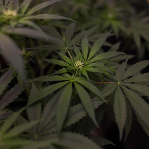Gorilla Glue - Paradise Seeds. Week 9