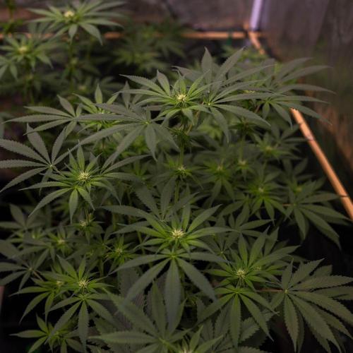Gorilla Glue - Paradise Seeds. Week 9