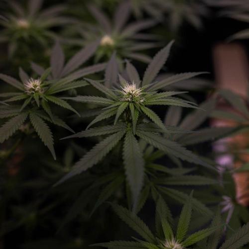San Fernando Valley Kush-Paradise Seeds. Week 9