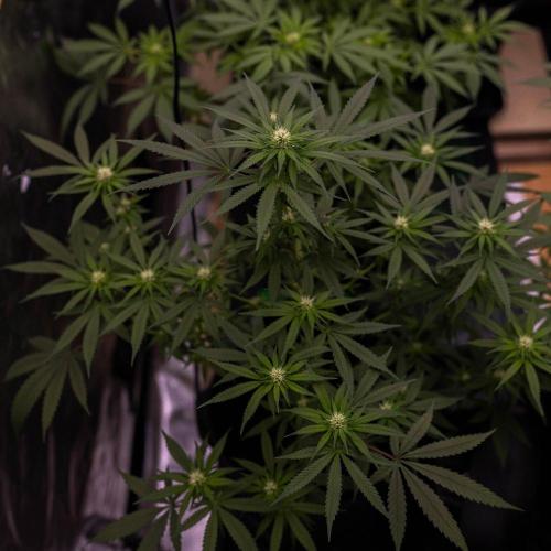 San Fernando Valley Kush-Paradise Seeds. Week 9