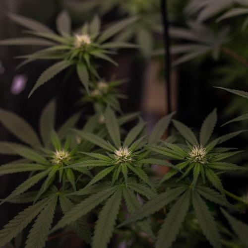 San Fernando Valley Kush-Paradise Seeds. Week 9