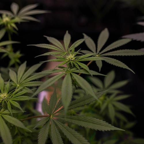 Amnesia - Paradise Seeds. Week 9