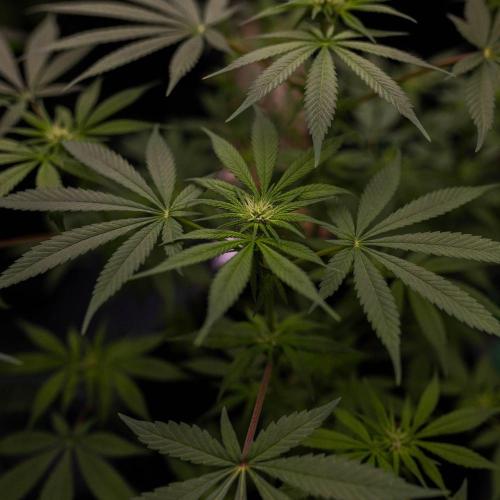 Amnesia - Paradise Seeds. Week 9