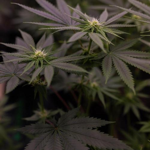 Special Kush - Paradise Seeds. Week 9