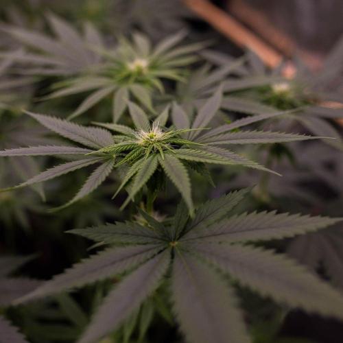 Special Kush - Paradise Seeds. Week 9