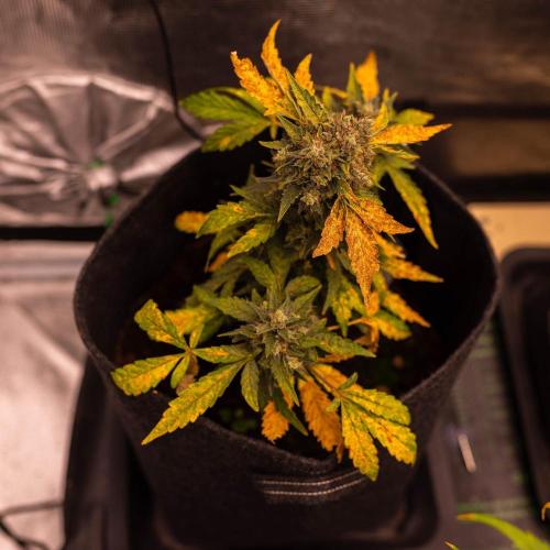 Banana Purple Auto - Paradise Seeds. Week 9