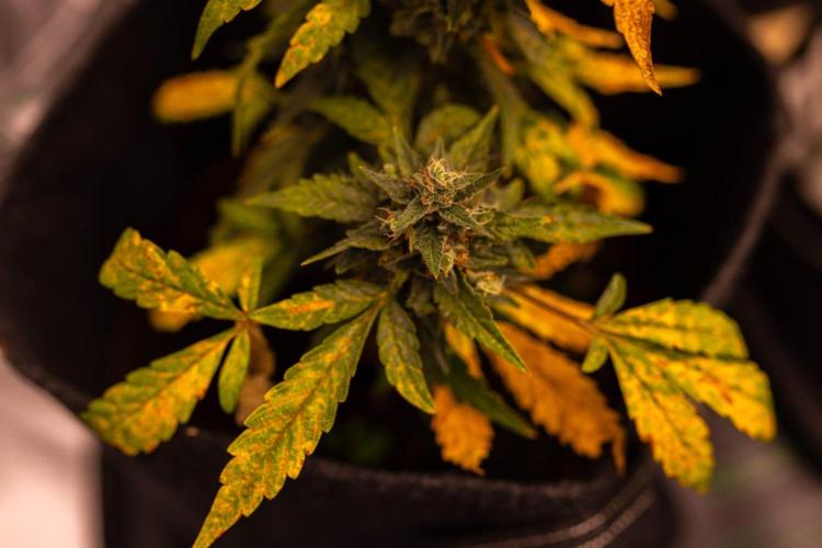 Banana Purple Auto - Paradise Seeds. Week 9