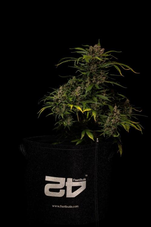Strawberry Gorilla Auto RF3 - FastBuds. Week 10