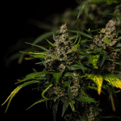 Strawberry Gorilla Auto RF3 - FastBuds. Week 10