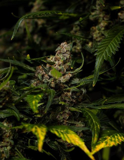 Strawberry Gorilla Auto RF3 - FastBuds. Week 10