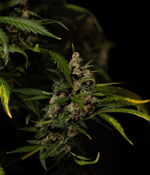 Strawberry Gorilla Auto RF3 - FastBuds. Week 10