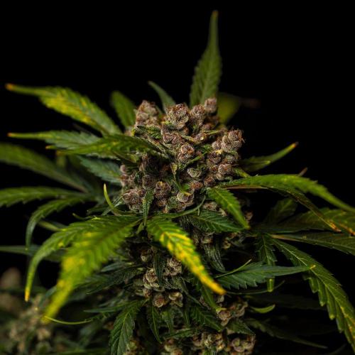 Strawberry Gorilla Auto RF3 - FastBuds. Week 10
