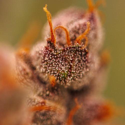 Strawberry Gorilla Auto RF3 - FastBuds. Week 10