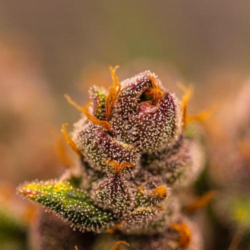 Strawberry Gorilla Auto RF3 - FastBuds. Week 10