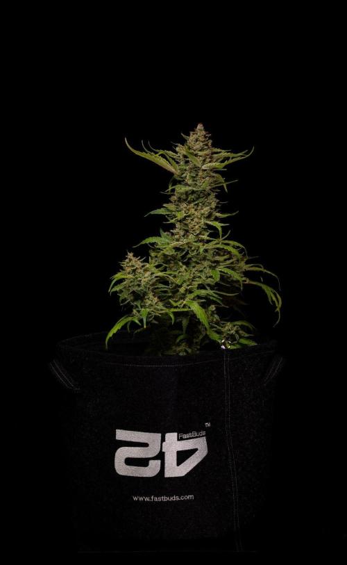 Banana Guava Auto - FastBuds. Week 10