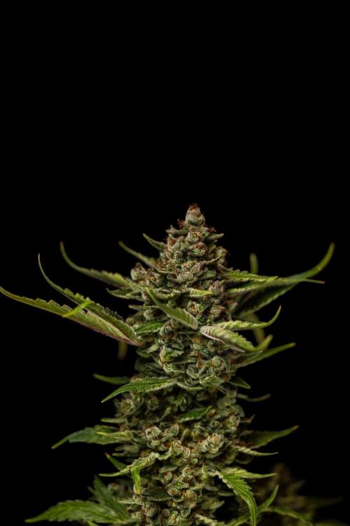 Banana Guava Auto - FastBuds. Week 10