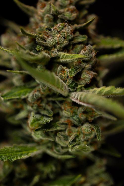 Banana Guava Auto - FastBuds. Week 10