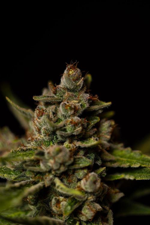 Banana Guava Auto - FastBuds. Week 10