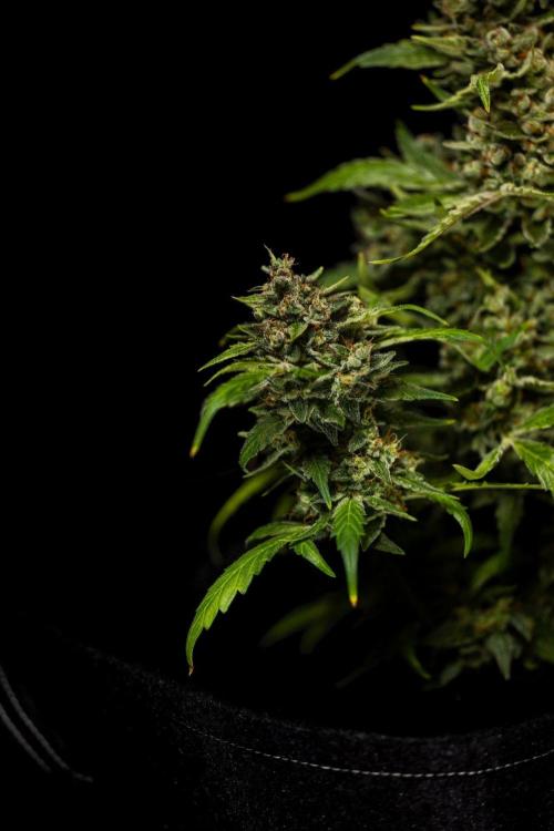 Banana Guava Auto - FastBuds. Week 10
