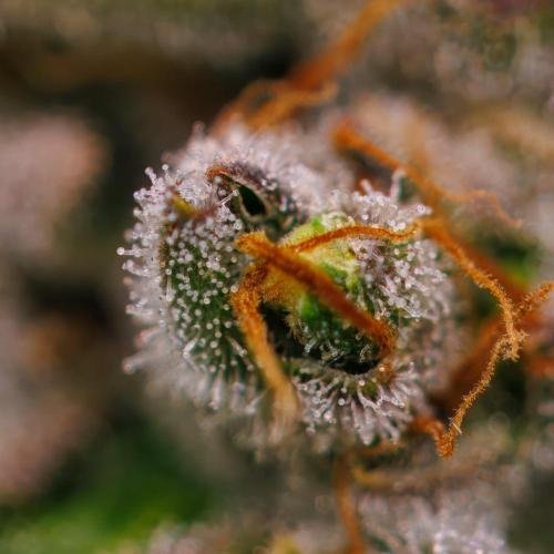 Banana Guava Auto - FastBuds. Week 10
