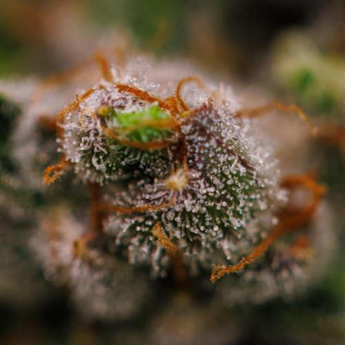 Banana Guava Auto - FastBuds. Week 10