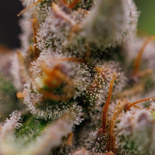 Banana Guava Auto - FastBuds. Week 10