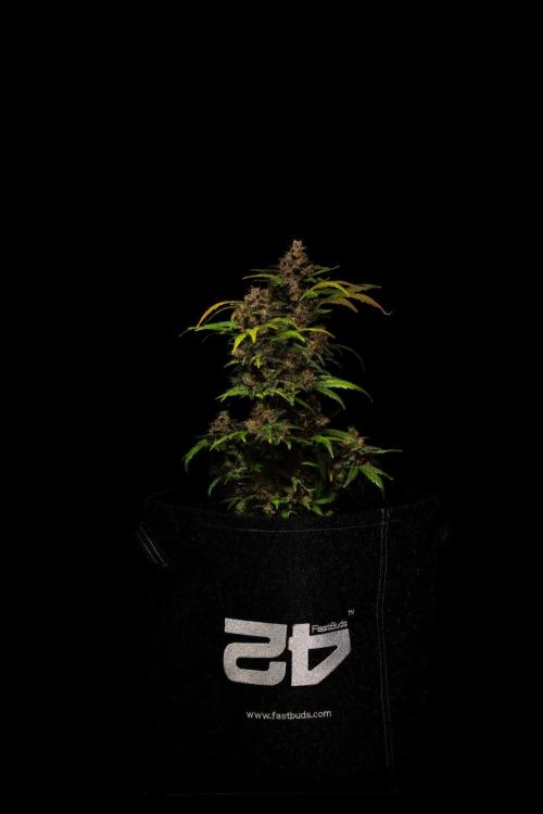 Guava Sundae Auto. Week 10