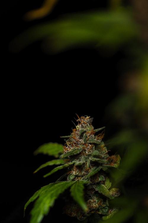 Guava Sundae Auto. Week 10