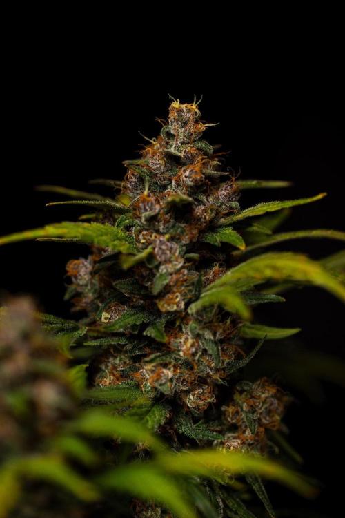 Guava Sundae Auto. Week 10