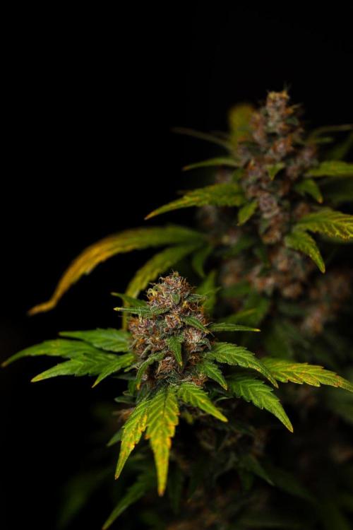 Guava Sundae Auto. Week 10