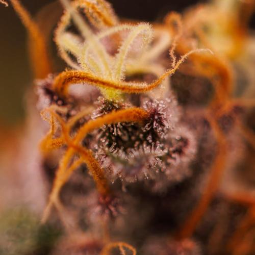 Guava Sundae Auto. Week 10