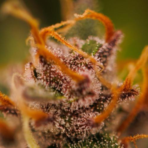 Guava Sundae Auto. Week 10