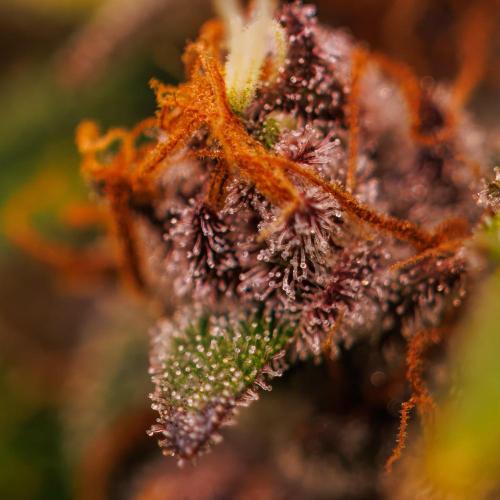 Guava Sundae Auto. Week 10