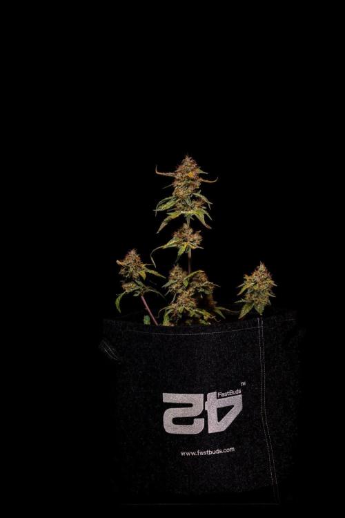 Guava Runtz Auto- - FastBuds. Week 10