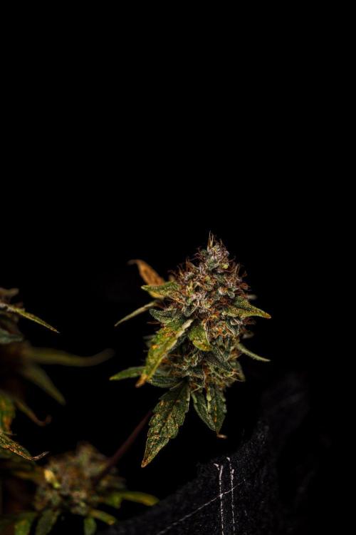 Guava Runtz Auto- - FastBuds. Week 10