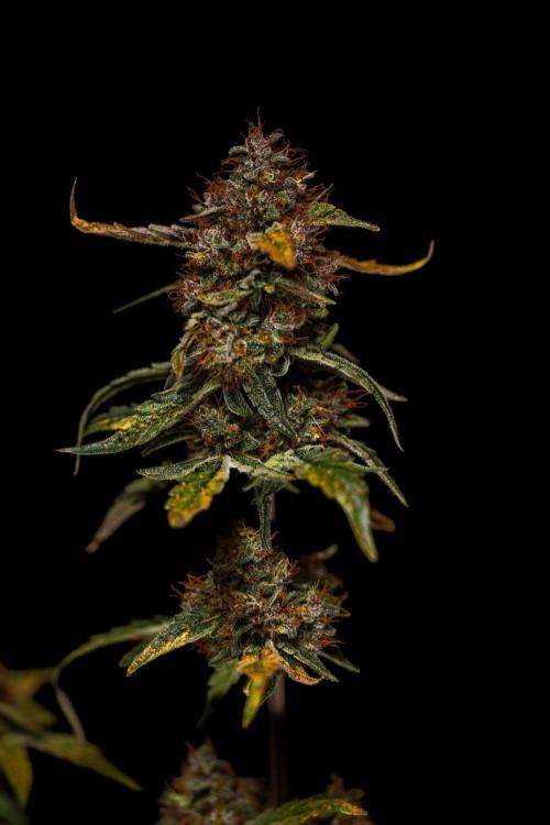 Guava Runtz Auto- - FastBuds. Week 10