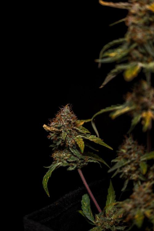 Guava Runtz Auto- - FastBuds. Week 10