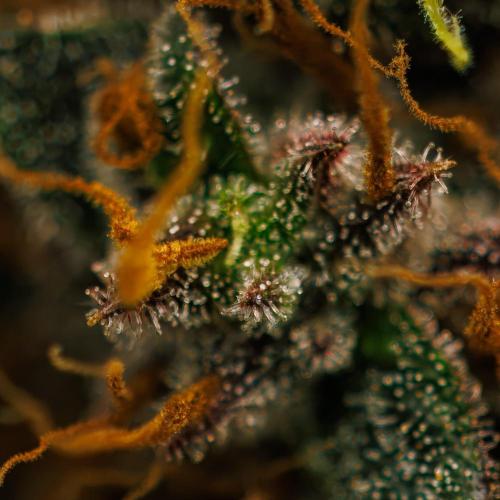 Guava Runtz Auto- - FastBuds. Week 10