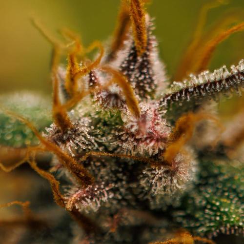 Guava Runtz Auto- - FastBuds. Week 10