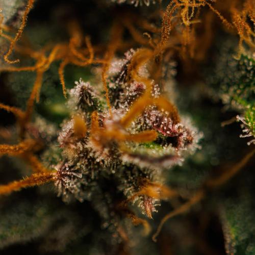 Guava Runtz Auto- - FastBuds. Week 10
