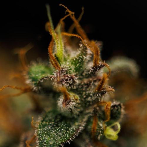 Guava Runtz Auto- - FastBuds. Week 10