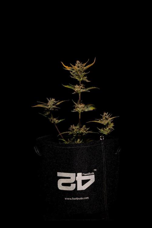 Guava Auto RF3 - FastBuds. Week 10