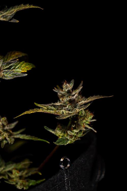 Guava Auto RF3 - FastBuds. Week 10