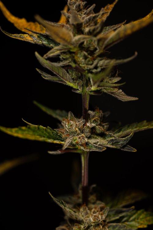 Guava Auto RF3 - FastBuds. Week 10